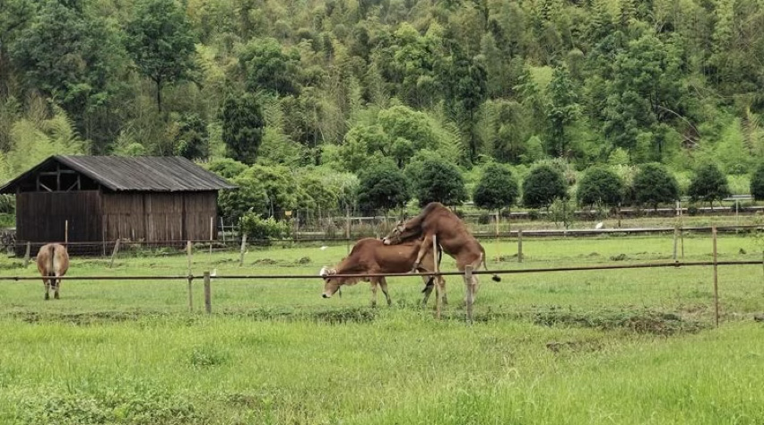 中国绿色有机农场寻访记---黄岩中德农场(上)